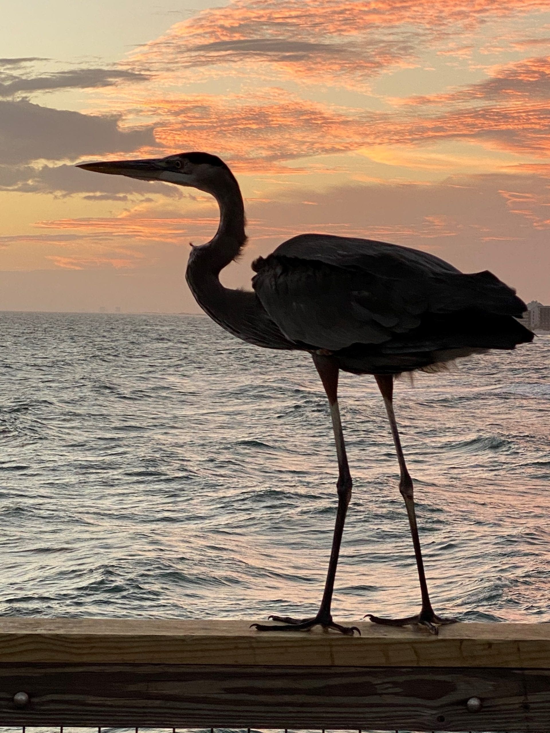 A high of 66 with a low of 49 makes for a sunny, winter day on Navarre Beach. Today's Photo of the Day was submitted by Pam Muirhead. If you have a picture on Navarre Beach that you would like to submit, email it to editor@navarrepress.com.