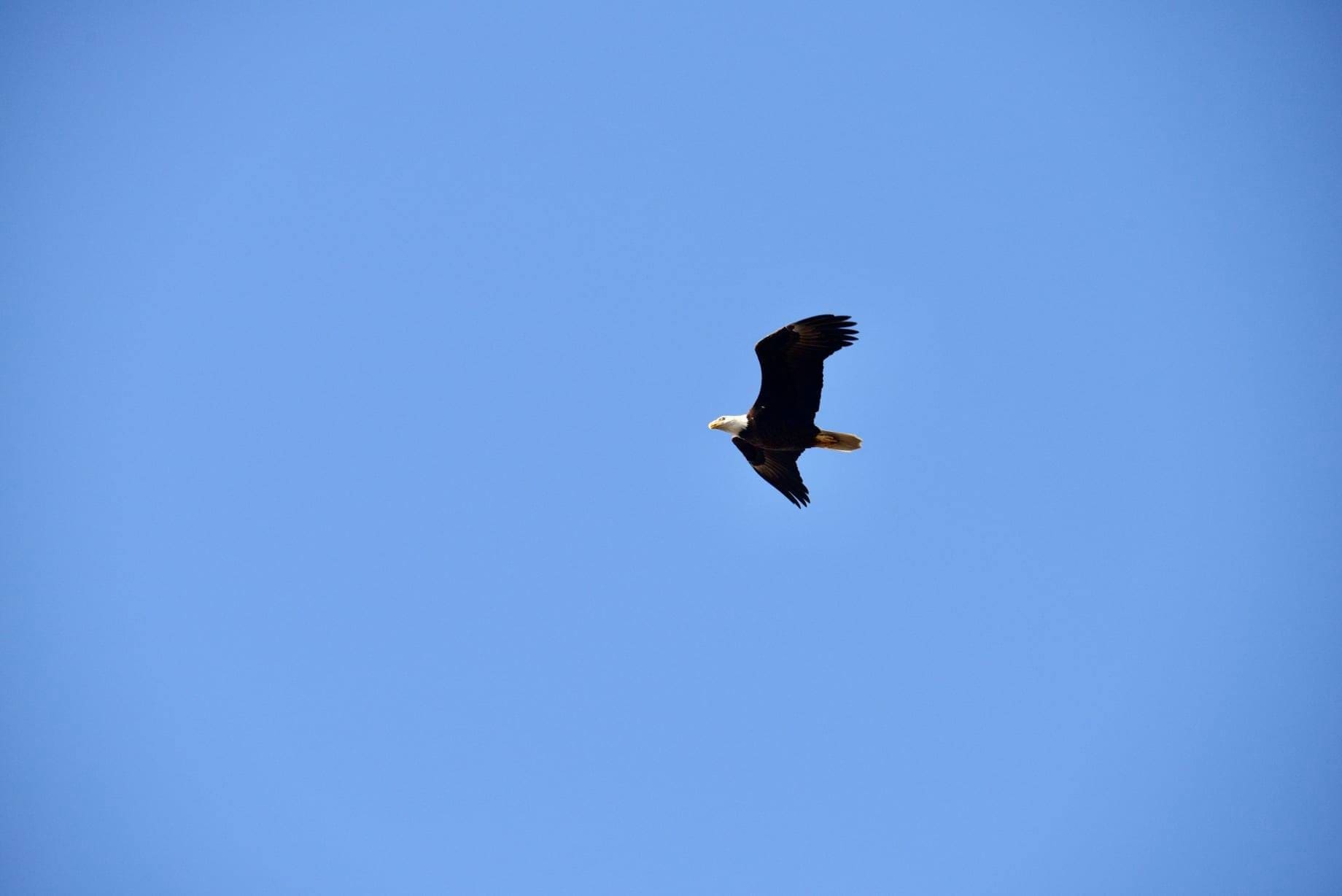 Soaring into the week like this eagle captured in Navarre by Osmel Alfonso.
