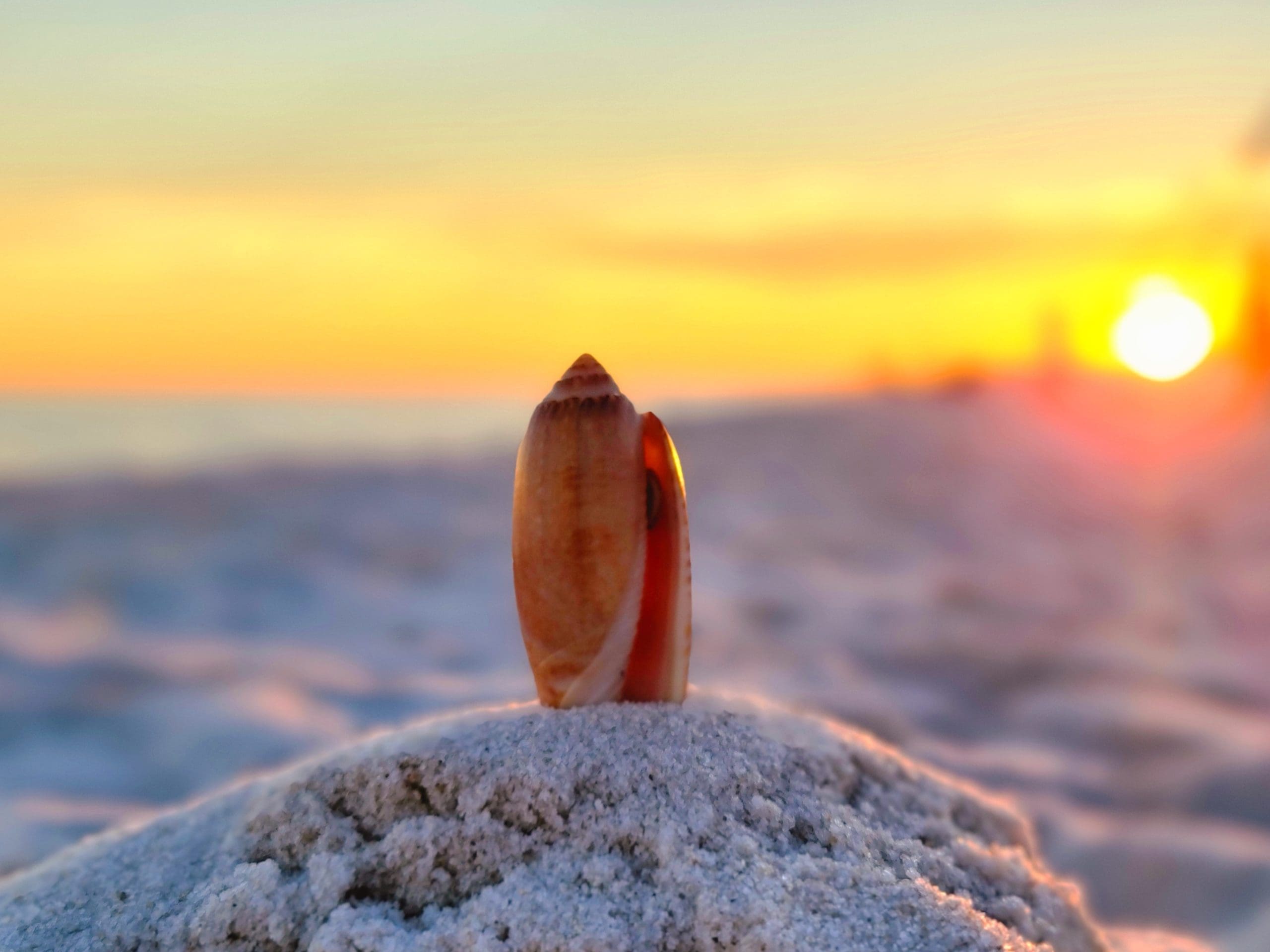 Today's Photo of the Day comes from Matthew Blalock. Navarre Beach is never short of beautiful shells or sunsets! 🌅🐚