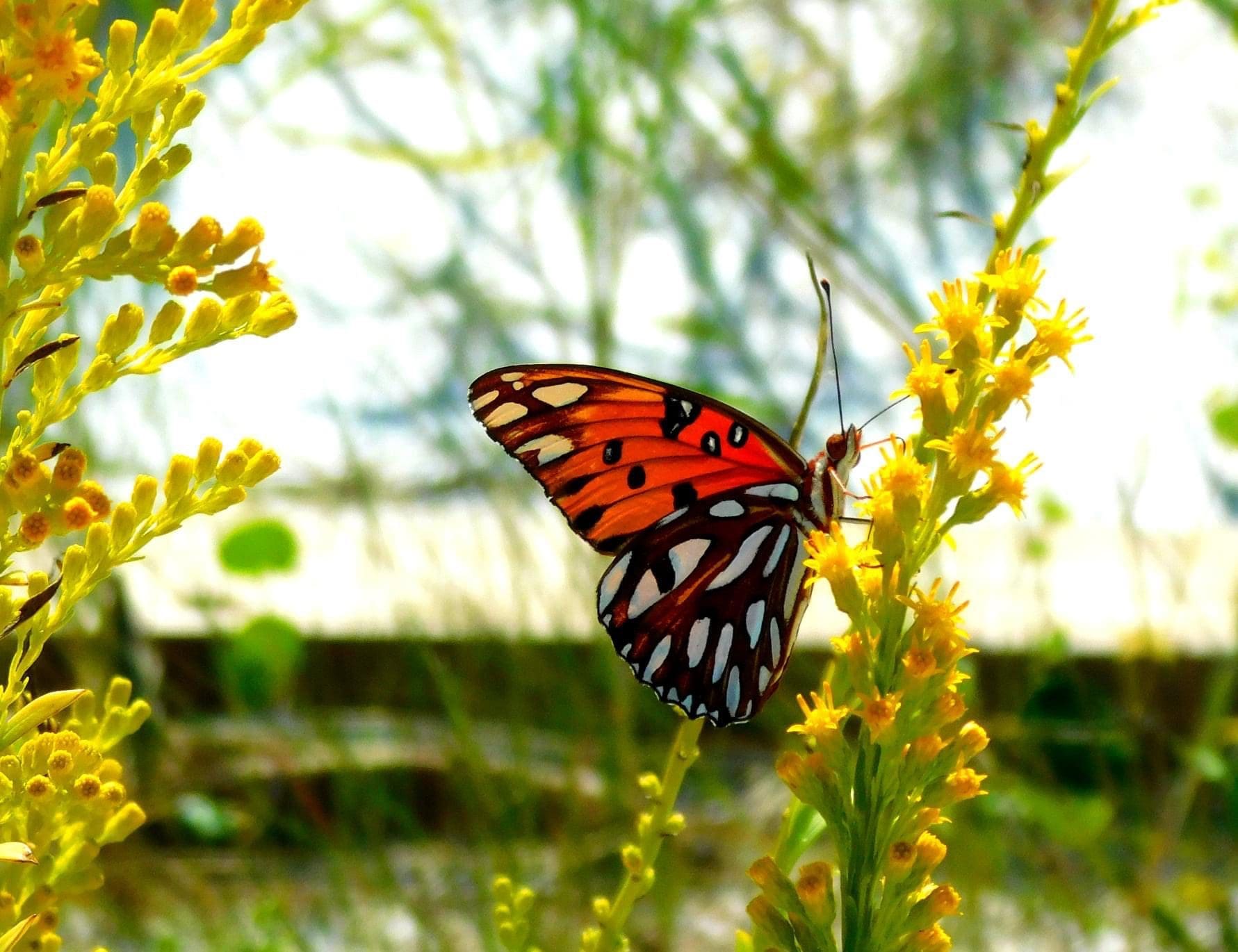 Today's Photo of the Day comes from Brittany Withers. Brittany took this photo of a Gulf fritillary butterfly while kayaking. 🦋