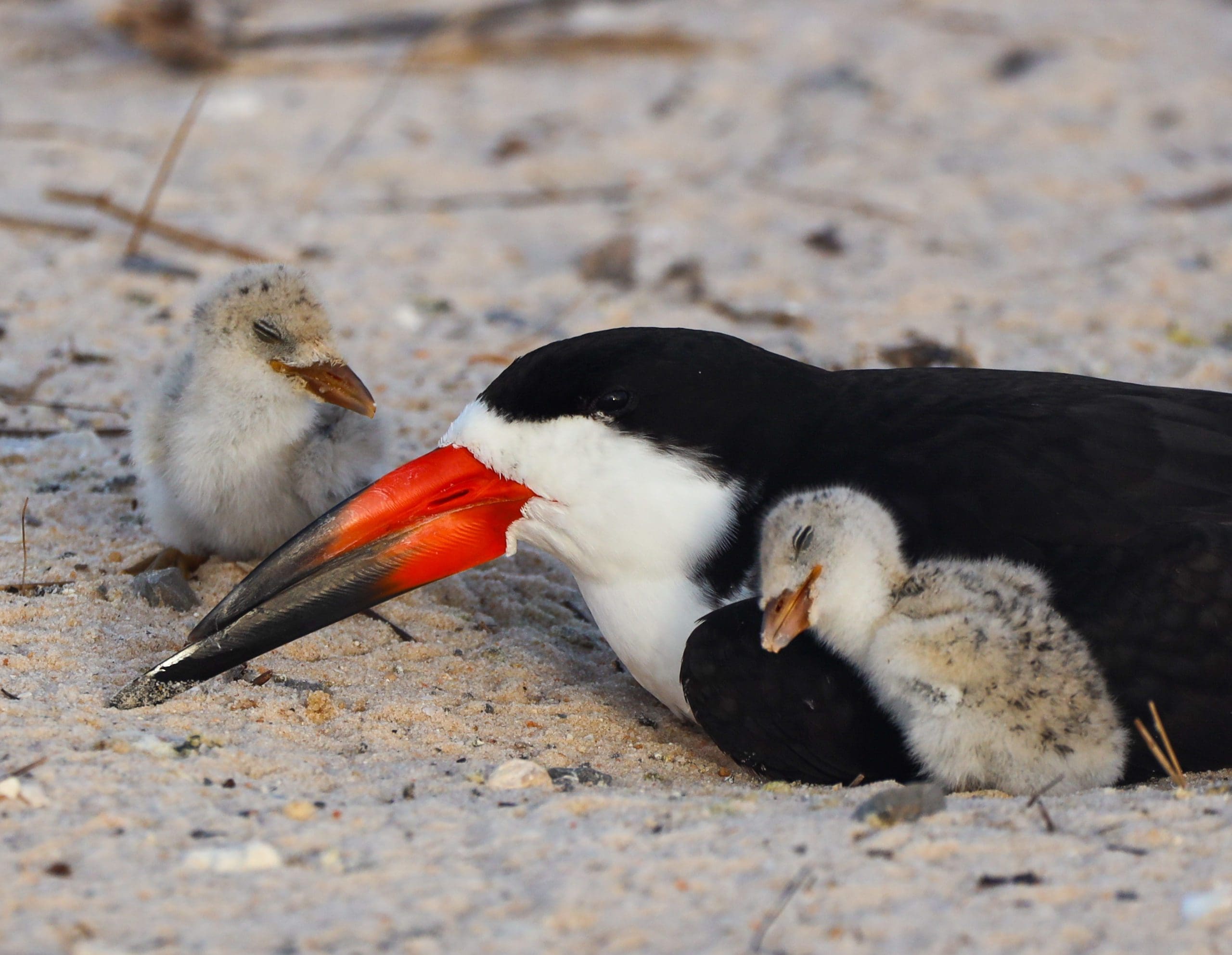 Today's Photo of the Day comes from BeBe Booth. BeBe captured this heartwarming photo of a skimmer family snuggling along the banks of the Santa Rosa Sound.