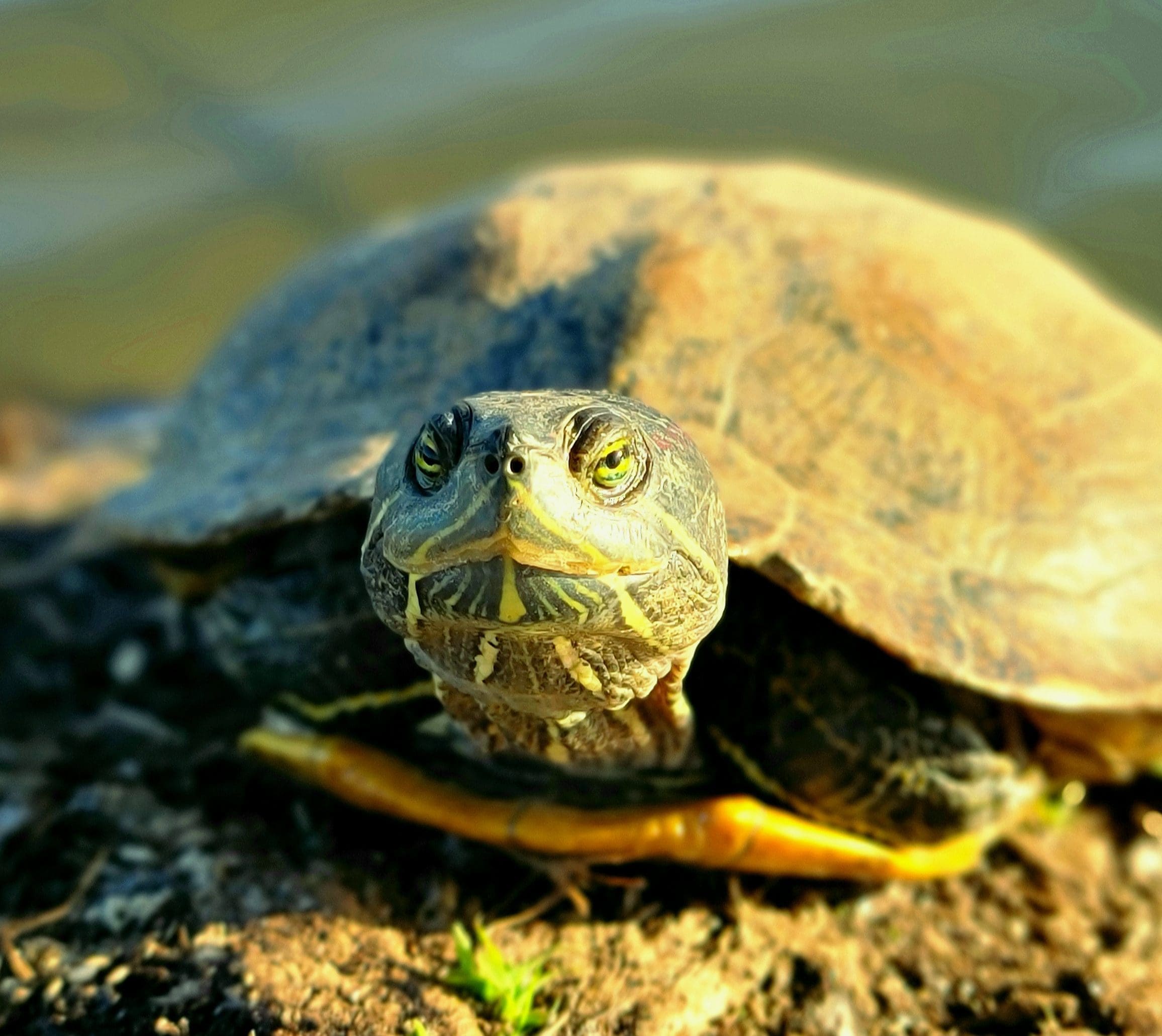 Today's Photo of the Day comes from Matthew Blalock. Matthew took a photo this handsome turtle at the duck pond near Highway 98 and Sunrise drive. 🐢