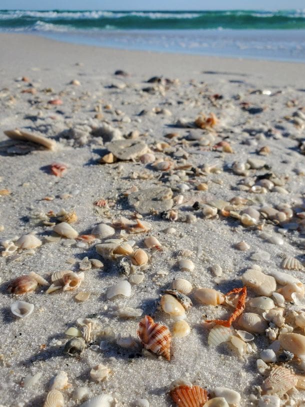 shells by liz fisher