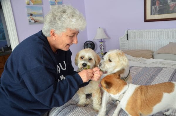 dogs