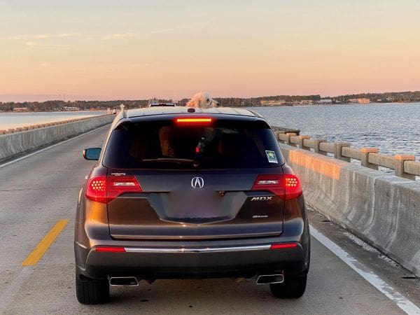 Pup in Beach Traffic