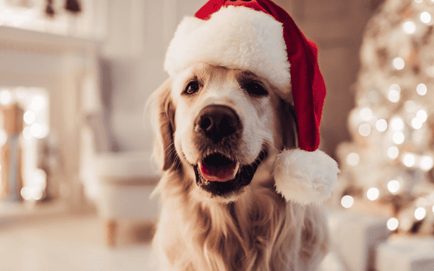 Dog in Santa Hat